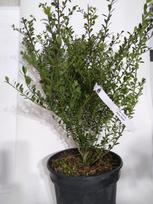 Dekoratyvinis krūmas, bugienis rinčiuotasis "Glorie Dwarf", vazonas 3 l.