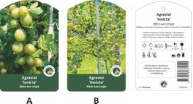 Vaiskrūmis, agrastas žaliasis “Invicta” (Ribes uva-crispa)