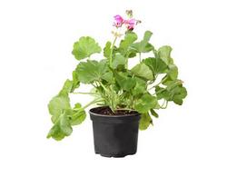 Vienmetė gėlė, pelargonija (kompaktinė), vazonėlio skersmuo 11 cm.