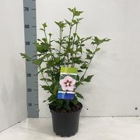 Daugiametė gėlė, kinrožė "Hamabo", vazonėlio skersmuo 19 cm.