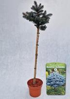 Spygliuotis, eglė dygioji "Glauca Globosa", vazonas 5 l.