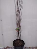 Dekoratyvinis krūmas, šaltekšnis paprastasis "Aspenifolia Fineline", vazonas 7 l.