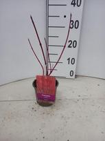 Dekoratyvinis krūmas, sedula "Sibirica", vazonėlio skersmuo 12 cm.