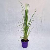 Žolinis augalas, kortaderija "White Plume", vazonas 2 l.