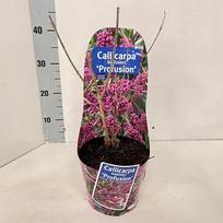 Dekoratyvinis krūmas, vaisuolė "Profusion", vazonėlio skersmuo 17 cm.