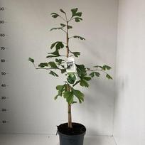 Dekoratyvinis medis, ginkmedis dviskiautis, vazonėlio skersmuo 19 cm.