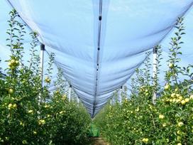 Tinklas nuo krušos NORTENE, žalios sp., HDPE, atsparus UV, 3x10 m