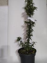 Dekoratyvinis krūmas, bugienis dygialapis "Heckenzwerg", vazonas 2 l.
