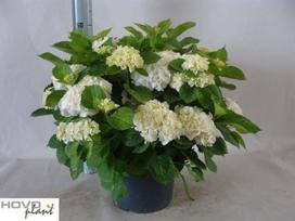 Dekoratyvinis krūmas, hortenzija "White Sun", vazonėlio skersmuo 29 cm.