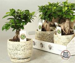 Kambarinis augalas, fikusas (bonsai), vazonėlio skersmuo 14 cm.