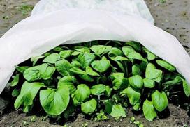 Agro plėvelė HERVIN GARDEN A691330012, baltos sp., 3,2 x 250m, 17g/m2, AFW3,2/17r