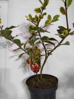 Dekoratyvinis krūmas, bugienis dygialapis "Aurea marginata", vazonas 2 l.