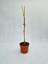 Dekoratyvinis medis, dviskiautis ginkmedis "Saratoga", vazonas 3 l.