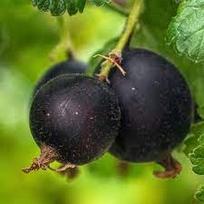 Vaiskrūmis, serbento ir agrasto hibridas “Jošta”, kamieninė forma (Ribes × nidigrolaria)