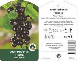 Vaiskrūmis, serbentas juodasis “Titania” (Ribes nigrum)