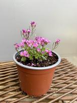 Daugiametė gėlė, vaistutis, vazonėlio skersmuo 15 cm.