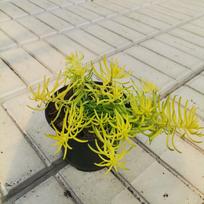 Alpinariumo augalas, šilokas uolinis "Angelina", vazonėlio skersmuo 11 cm.