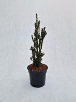 Spygliuotis, kukmedis tarpinis "Hillii", vazonas 2 l.