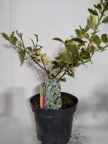 Dekoratyvinis krūmas, bugienis dygialapis "Silver Queen", vazonas 2 l.