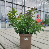 Daugiametė gėlė, rožių krūmas, vazonas 5 l.