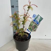 Dekoratyvinis krūmas, šermukšnialapė lanksvūnė "Sem", vazonėlio skersmuo 17 cm.