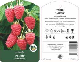 Vaiskrūmis, avietė “Polesie” (Rubus idaeus)