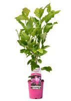 Dekoratyvinis krūmas, magnolija