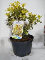 Dekoratyvinis krūmas, kvepenė bugieninė "Goshiki", vazonas 3 l.