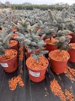 Spygliuotis, eglė dygioji "Glauca Globosa", vazonėlio skersmuo 23 cm.