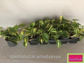 Kambarinis augalas, filodendras "Brasil", vazonėlio skersmuo 12 cm.