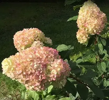 Dekoratyvinis krūmas, šluotelinė hortenzija "Diamantino", vazonėlio skersmuo 23 cm.