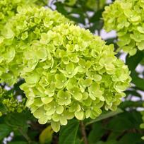 Dekoratyvinis krūmas, šluotelinė hortenzija "Little Lime", vazonėlio skersmuo 9 cm.