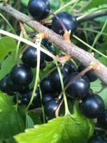 Vaiskrūmis, serbentas juodasis “Titania”, kamieninė forma (Ribes nigrum)