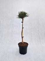 Spygliuotis, pušis veimutinė "Green twist", vazonas 3 l.