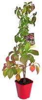 Vijoklinis augalas, vynvytis penkialapis "Red Wall", vazonas 2 l.