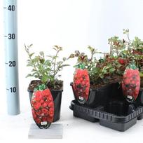 Daugiametė gėlė, rožė "Fairy King", vazonėlio skersmuo 14 cm.