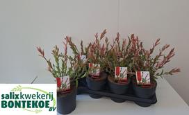 Dekoratyvinis medis, gluosnis, vazonėlio skersmuo 14 cm.