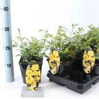 Daugiametė gėlė, rožė "Dolly Dot", vazonėlio skersmuo 14 cm.
