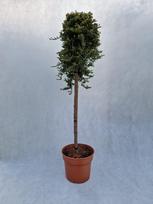 Spygliuotis, horizontalusis kadagys "Golden Carpet", vazonas 7,5 l.