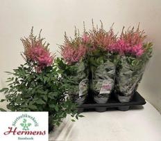 Daugiametė gėlė, astilbė "Youn Pink", vazonėlio skersmuo 15 cm.