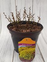 Dekoratyvinis krūmas, raugerškis tunbergo "Golden Zwerg", vazonas 3 l.