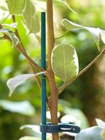 Bambukinės lazdelės SPLIT BAMBOO, ilgis 60 cm., diametras 8 mm., 25 vnt.