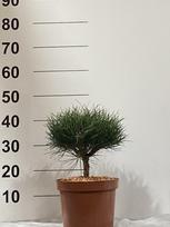 Spygliuotis, pušis "Bayo", vazonėlio skersmuo 23 cm.
