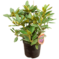 Dekoratyvinis krūmas, rododendras, įvairios veislės, vazonas 5 l.
