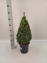 Dekoratyvinis krūmas, buksmedis, piramidės formos, vazonėlio skersmuo 21 cm.