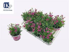 Daugiametė gėlė, gvazdikas "Pink Kisses", vazonėlio skersmuo 12 cm.