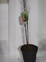 Dekoratyvinis krūmas, šaltekšnis paprastasis "Aspenifolia Fineline", vazonas 3 l.