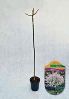 Dekoratyvinis medis, karklas sveikalapis "Hakuro-nishiki", aukštis 150 cm., vazonas 4,5 l.