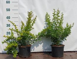 Dekoratyvinis krūmas, raugerškis tunbergo, vazonėlio skersmuo 17 cm.