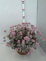 Dekoratyvinis krūmas, hebė "Matata Blu Kiwi", vazonėlio skersmuo 23 cm.